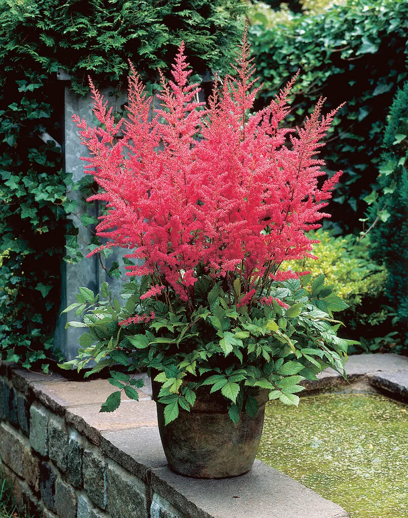 Astilbe shade plants for bc