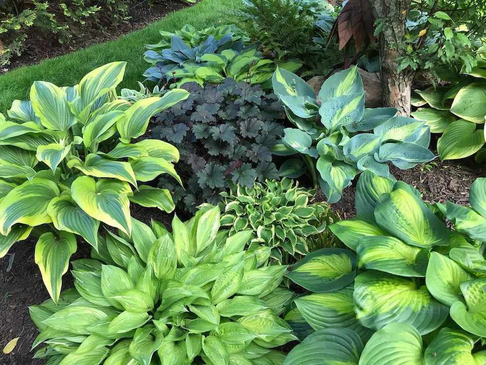 Hostas shade plants bc