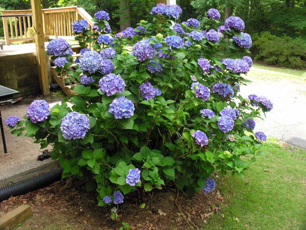 Hydrangea shade plant bc climate