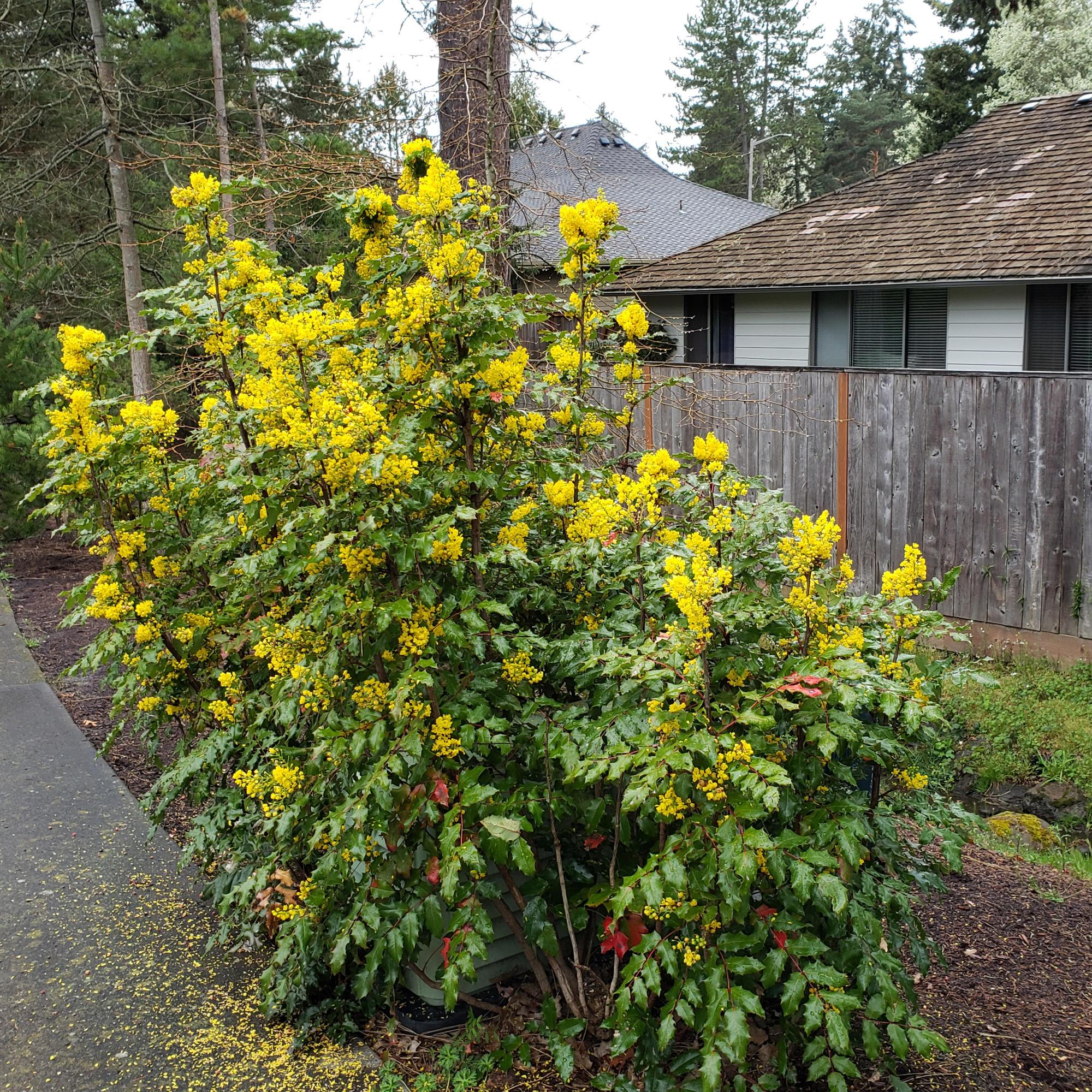 Oregon Grape BC Native Plant