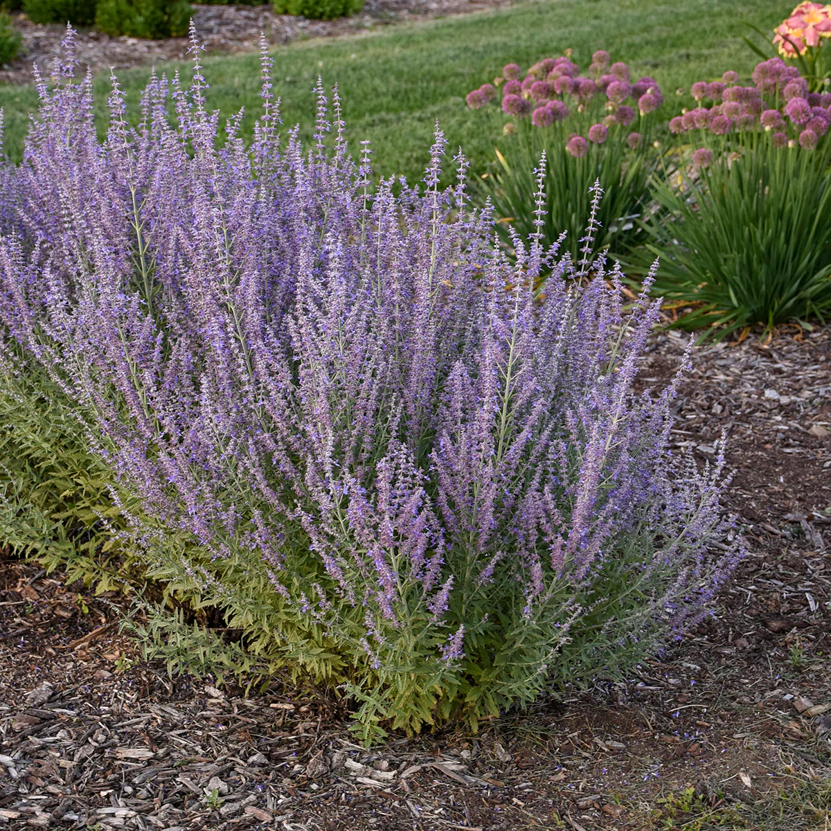 Perovskia aka Russian Sage drought tolerant bc plant
