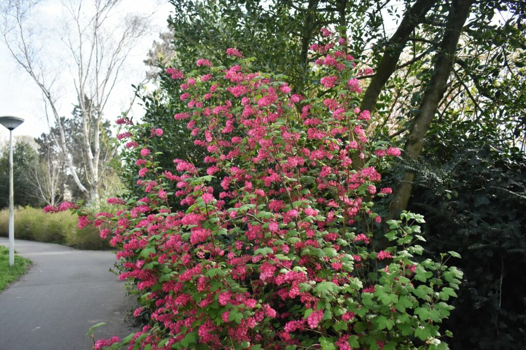 Red-Flowering Currant BC native plant