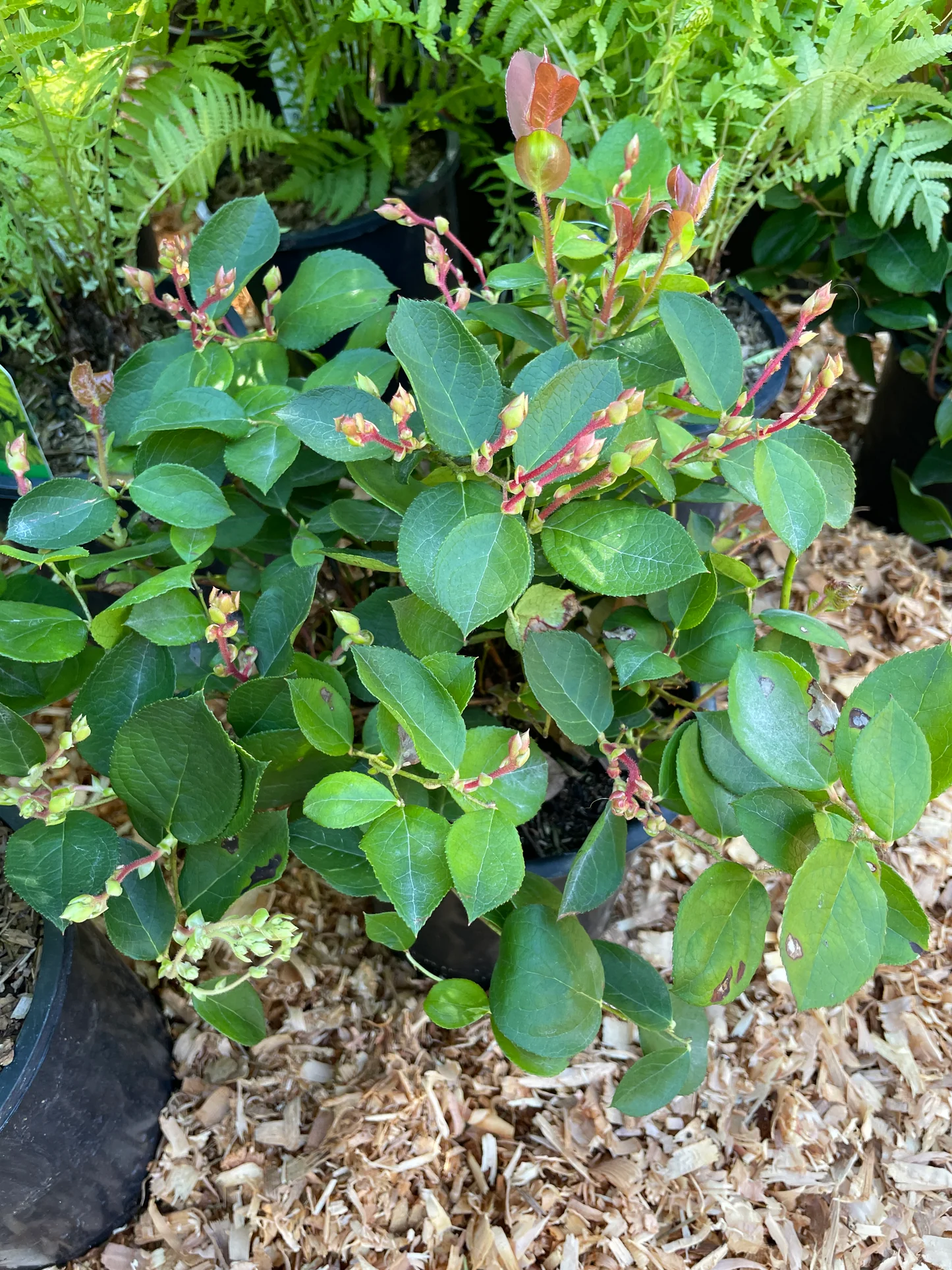Salal BC Native Plants