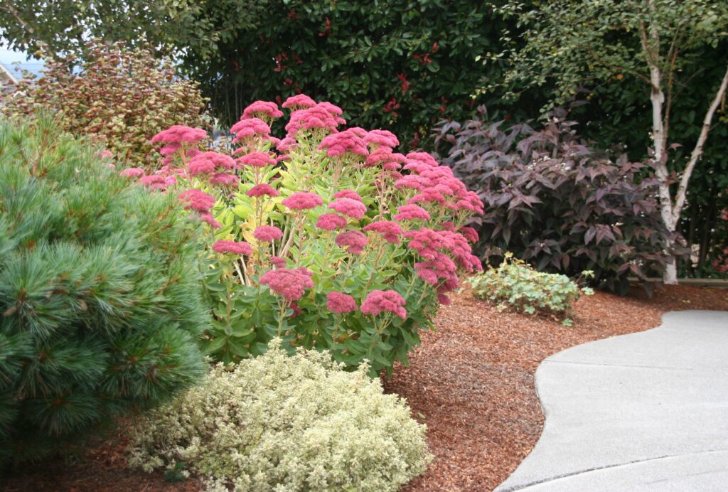 Sedum drought tolorant surrey and langley plant