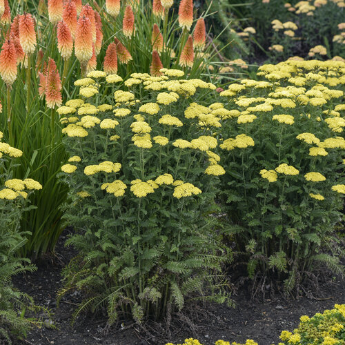 Yarrow drought tolerant bc plants