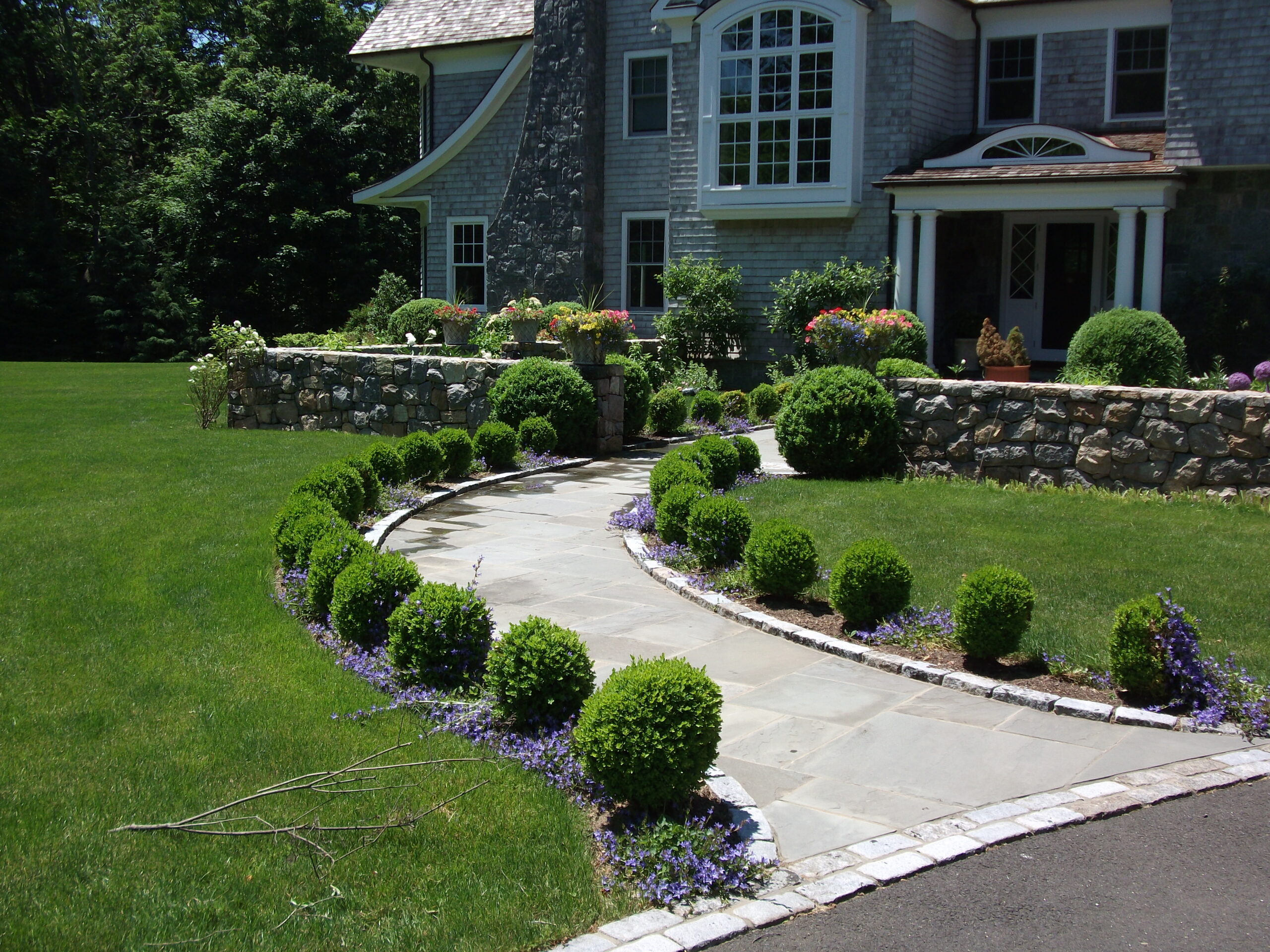 boxwood bc evergreen plants