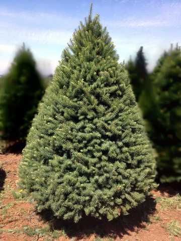 douglas fir evergreen tree bc