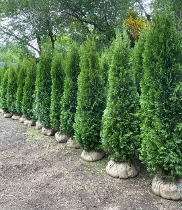 emerald cedars bc trees