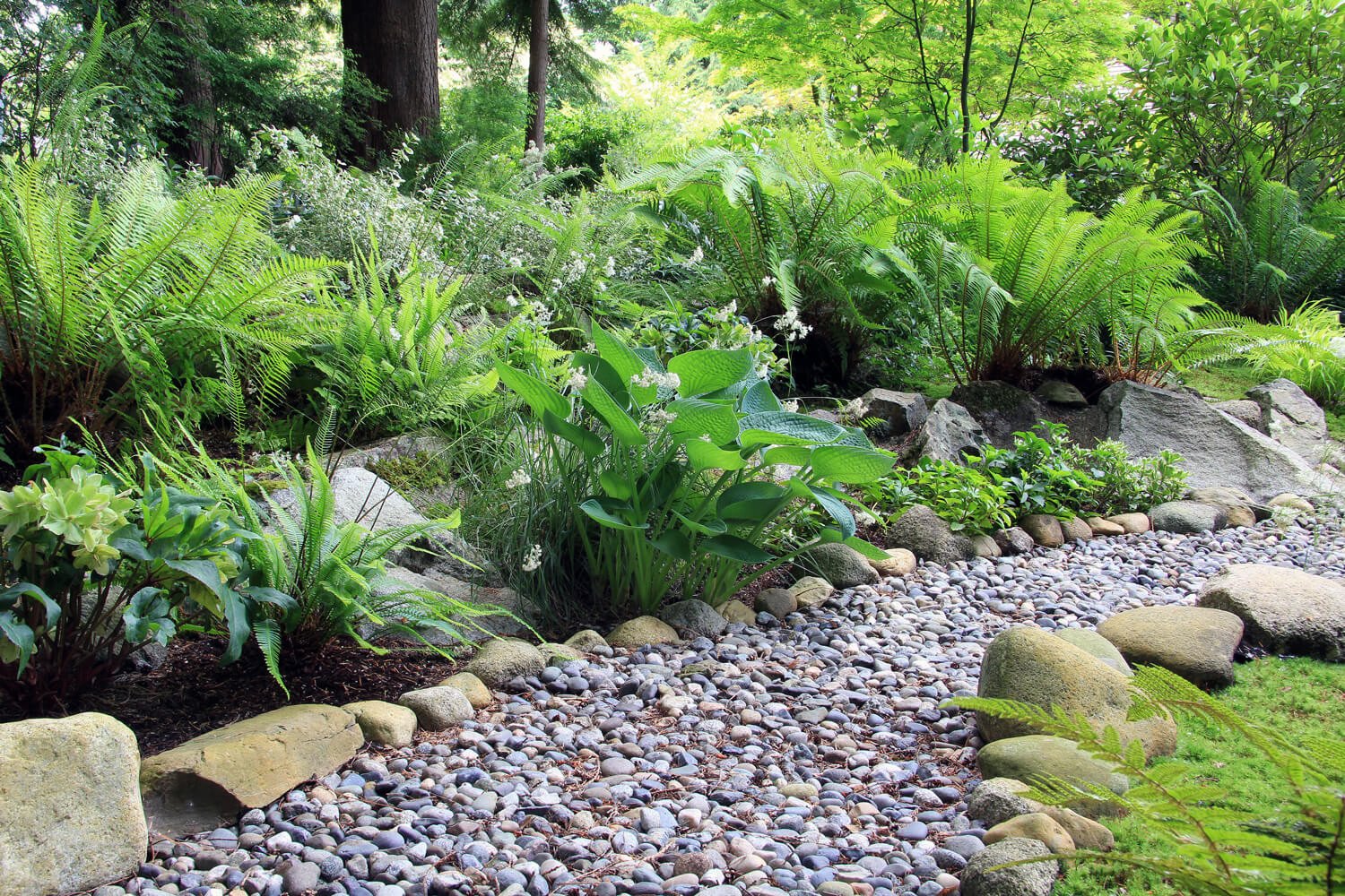 sword ferns bc native plants