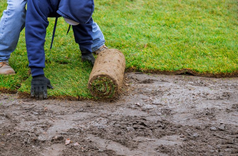 a man rolls new sod onto a prepared soil area
