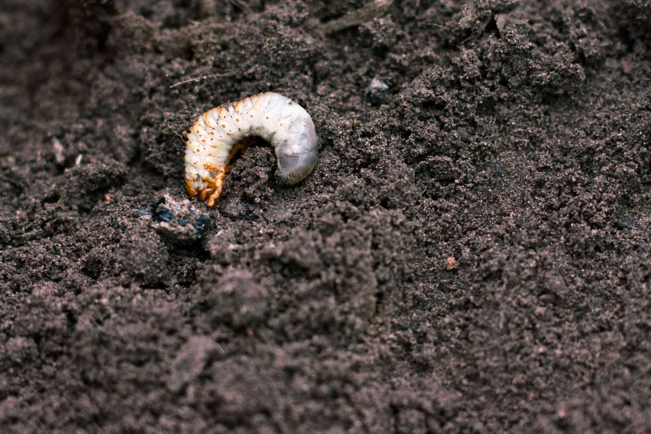 chafer beetle larva